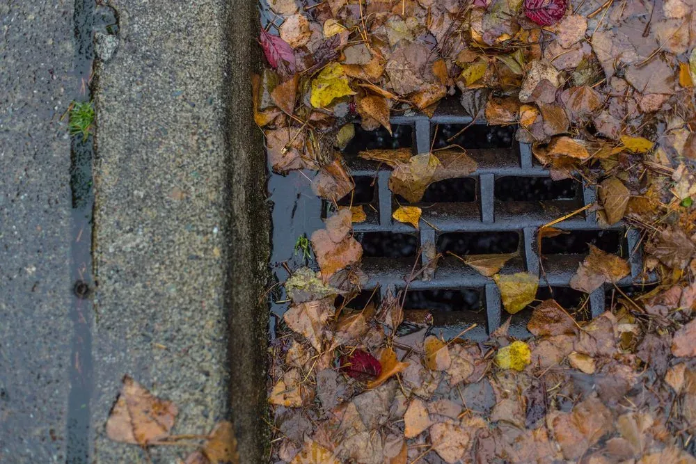 Stormwater grate blocked with fallen leaves
