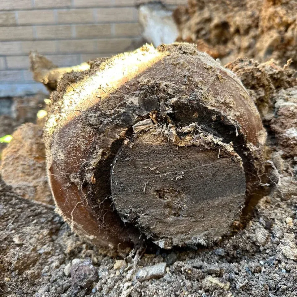 Tree roots packed inside a section of old drain pipe